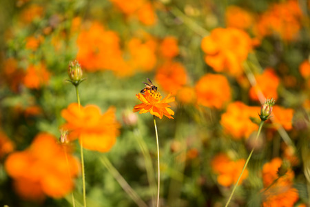 Bee on orange Coreopsis