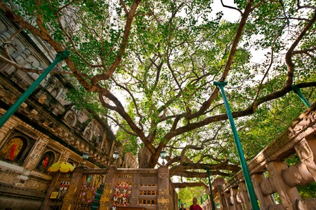 The Tree The Buddha Sat Under When He Became Enlightened In Bodhgaya, Bihar, Indiaの写真素材