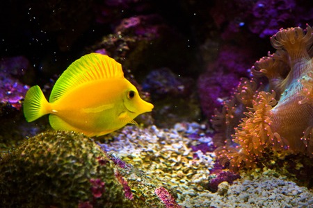 zebrasoma yellow salt water aquarium fish