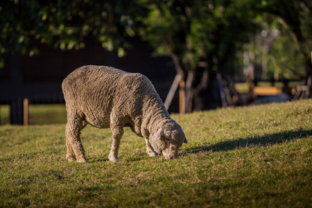merinoの写真素材