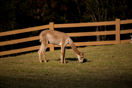 A brown and white alpaca, with green field behind. Shallow depth of field, room for text.の写真素材