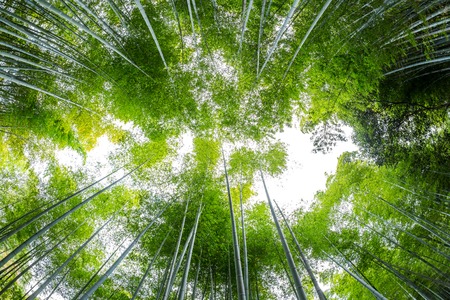 Bamboo Forestの写真素材