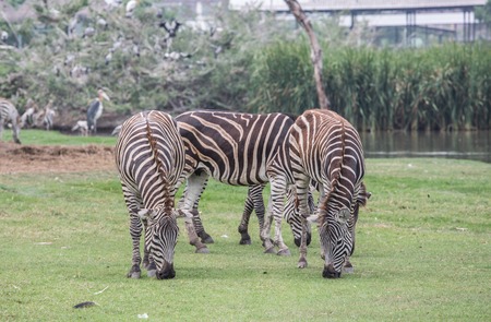looking zebra eatingの写真素材