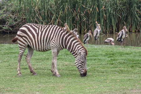 looking zebra eatingの写真素材