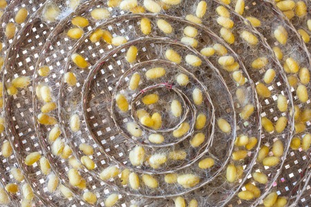group of silk worm cocoons nestsの写真素材
