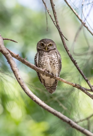 Portrait of Spotted owlet( Athene brama) stair at us in natureの写真素材