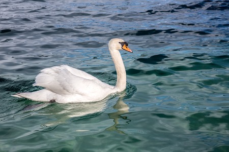 white swans on a lakeの写真素材