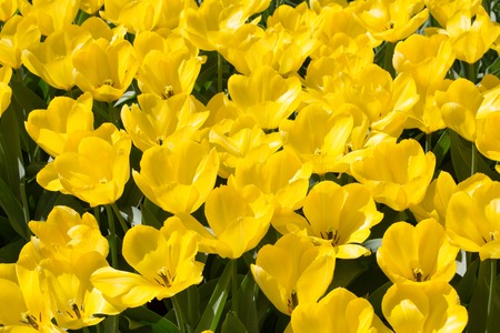 fields of tulips in Keukenhof park in Netherlandsの写真素材