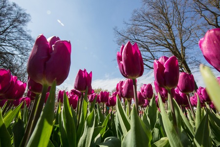Red yellow tulip field in Holland, keukenhof