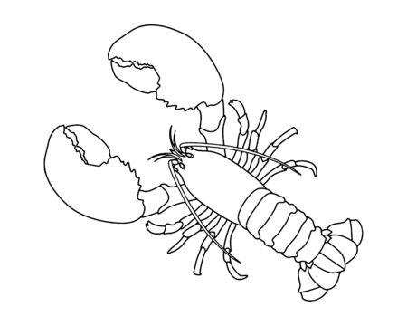 Hand drawn vector illustration. Retro style. Ink sketch of lobster. Isolated on white background.のイラスト素材