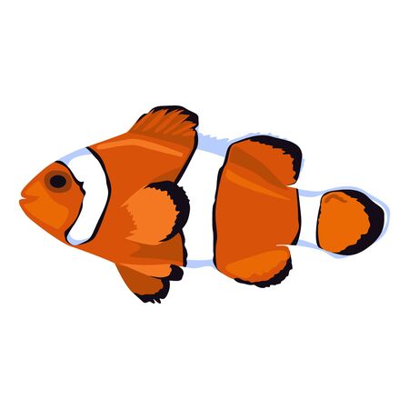Drawing on white background. Vector illustration of a clownfish.の写真素材