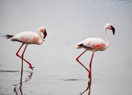 Pair of flamingos in Nakuru, African lake の写真素材