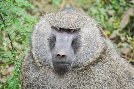 Baboon at Crater Gorongoro, Tanzania