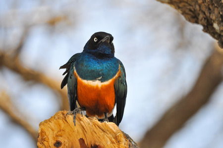 Colorful bird perched on a branchの写真素材