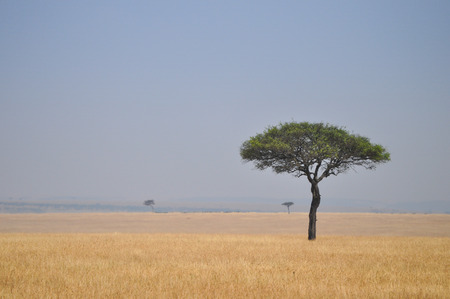 Lonely tree in the middle of the African savannahの写真素材