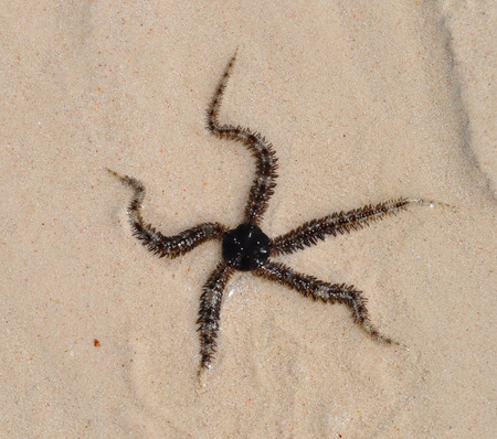 Starfish on the beach of Zanzibar islandの写真素材