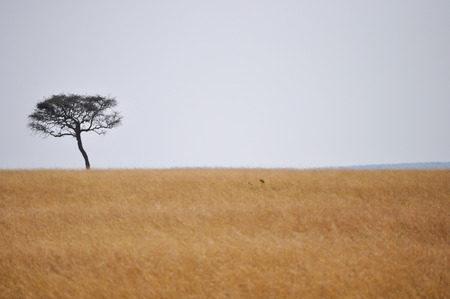Lonely tree in the middle of the African savannahの写真素材