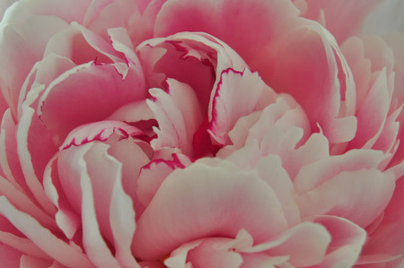 image of the petals of a roseの写真素材