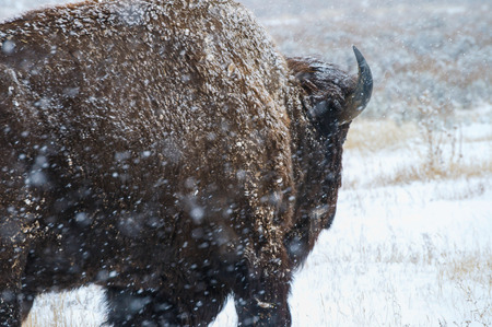 American bison in Yellowstone parkの写真素材