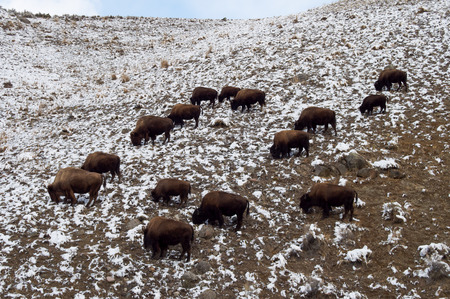 American bison in Yellowstone parkの写真素材