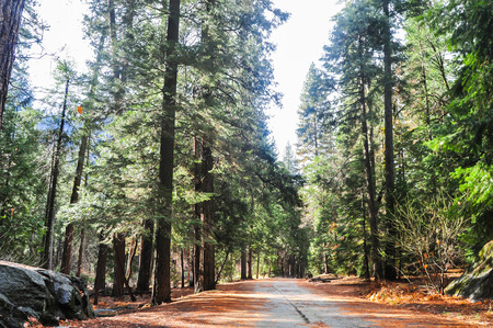 Jungle in the state of California, United Statesの写真素材