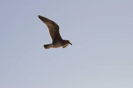 seagull flying over blue skyの写真素材