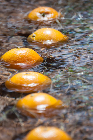 orange crop in Soller, Mallorcaの写真素材