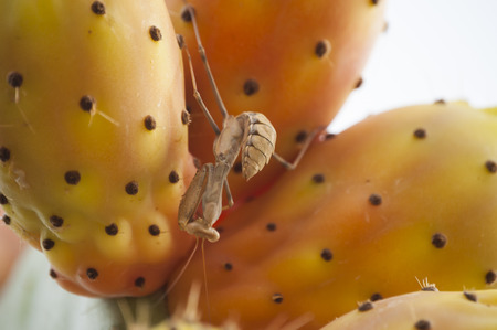 Barbary fig, Opuntia ficus-indica with a praying mantisの写真素材