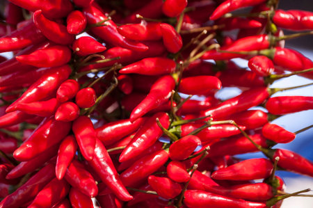 string of small red peppersの写真素材