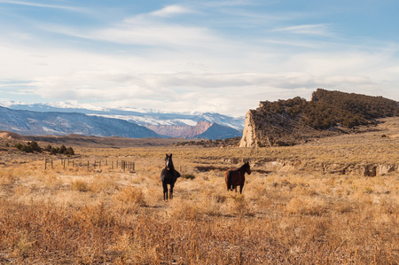 horses grazing in the meadow with the background of snowy mountainsの写真素材