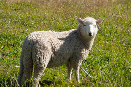 single photo sheep in a meadow of New Zealandの写真素材