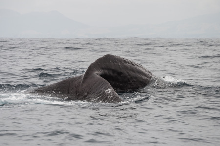 sperm whale tail in Kaikoura New Zealandの写真素材