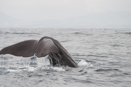 sperm whale tail in Kaikoura New Zealandの写真素材