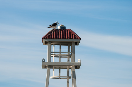 seagull perched on a towerの写真素材