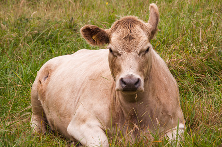marrron cow resting on the grassの写真素材