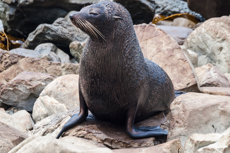 New Zealand sea lion (Arctophoca fosteri)の写真素材