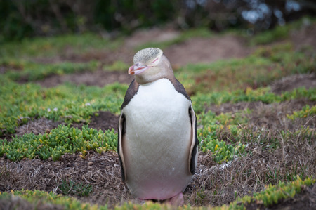 Yellow-eyed penguin on the east coast of New Zealandの写真素材