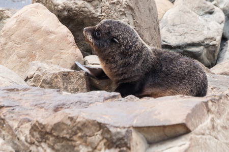 breeding of New Zealand sea lion (Arctophoca fosteri)の写真素材
