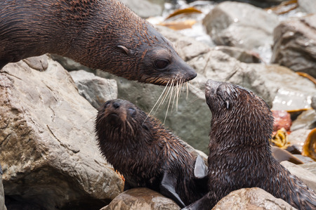 sea lion pups with her mother in New Zealand (Arctophoca fosteri)の写真素材