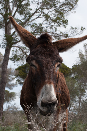 Close up portrait of a catalonian donkey in Mallorca, Balearic Islands, Spainの写真素材