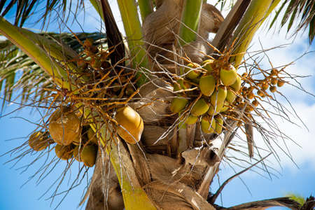 Coconut tree in Mexico. Organic fruits