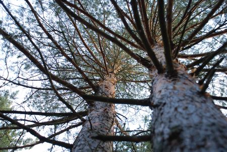 Pineの写真素材