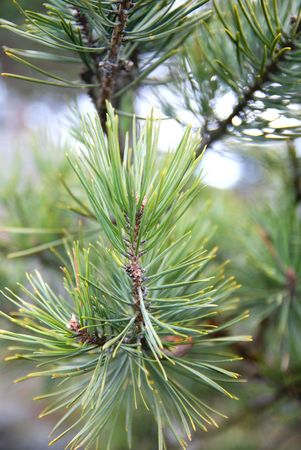 Pineの写真素材