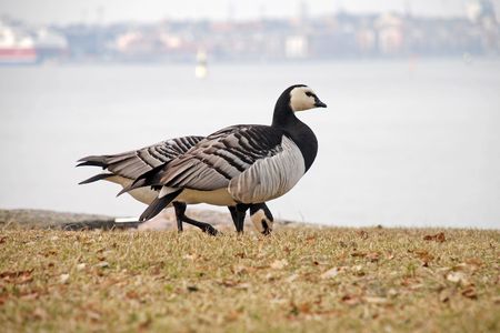 Birds are walking across the islandの写真素材