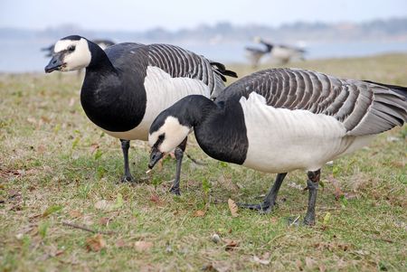 Birds. Gooseの写真素材