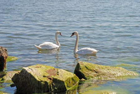 Swan lake. Gulf of Finlandの写真素材