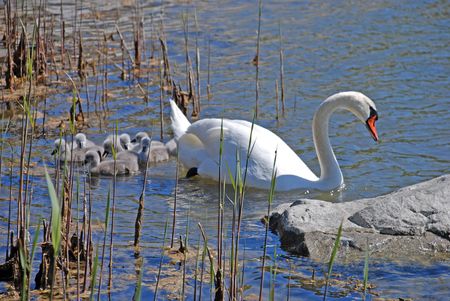 Swan lakeの写真素材