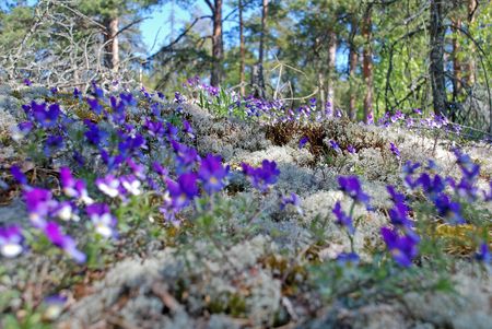 Spring flowers on the stoneの写真素材
