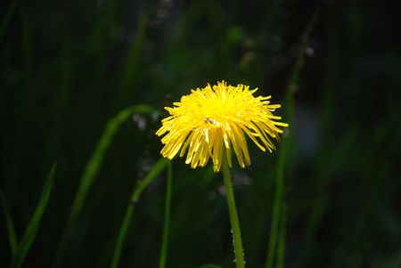 Taraxacum. Blowball.の写真素材