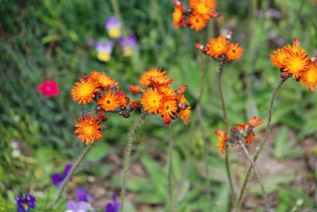 Flowersの写真素材